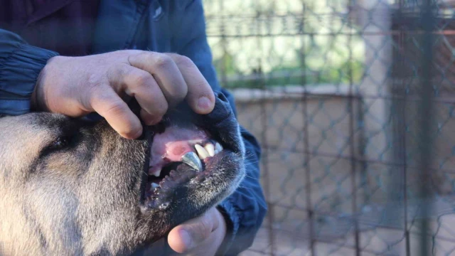 Köpeğine protez diş yaptı