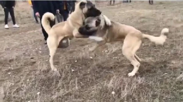 Köpekleri dövüştürüp, sosyal medyada yorumladılar 