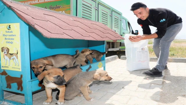 Körfez’de sokak hayvanları için beslenme noktaları oluşturuldu