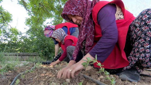 Korkuteli’nde kadınlar tıbbi ve aromatik bitki yetiştirecek