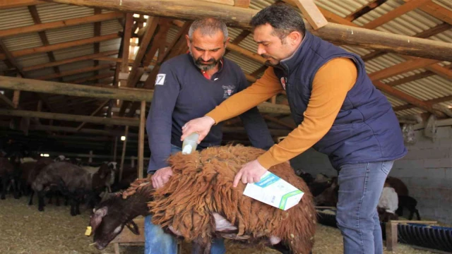 Küçükbaş hayvanlar kenelere karşı ilaçlanıyor