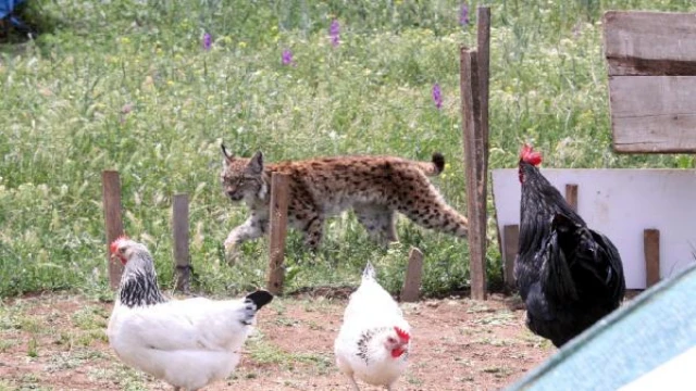 Kümeste yakalanan vaşak öldü, Abant Milli Parkı’nda sergilenecek