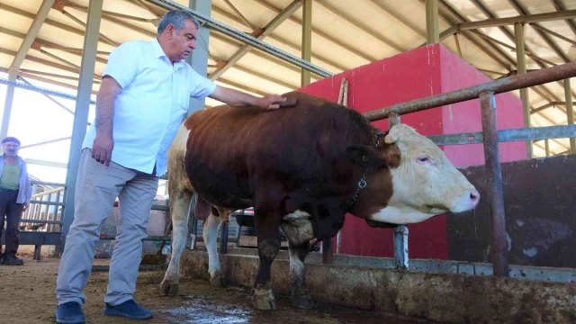 Kurban pazarının ‘Kral’ tosunu 50 bin TL’ye alıcısını bekliyor