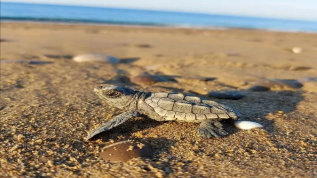 Küresel ısınma caretta carettaların erkek soyunu tehdit ediyor