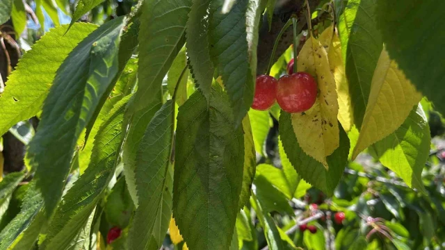 Kuşadası’nda kiraz hasadı başladı