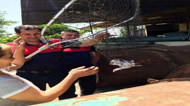 Kuyuya düşen kedi ve 2 yavrusunu itfaiye kurtardı