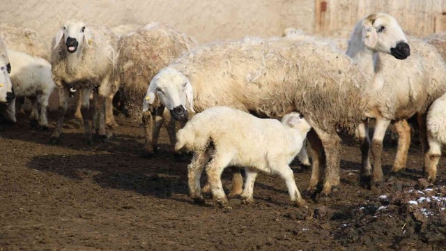 Kuzuların annelerine kavuşma anı dron ile görüntülendi