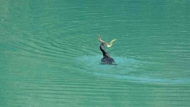 Manavgat Irmağı’nda balıkçıl ile yılan balığının mücadelesi