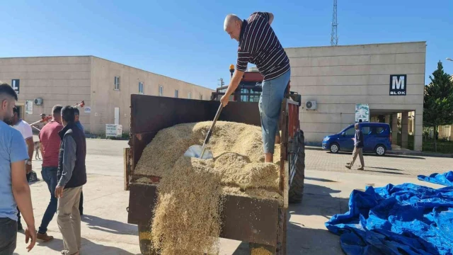 Mardin’de yılın ilk arpa hasadı başladı, çiftçiye altın hediye edildi