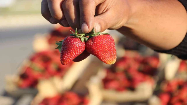 Market çalışanı ücreti yetersiz bulunca çilek işine girdi: Yıllık kazancı 800 bin TL