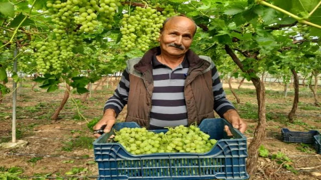 Mersin’de hasadı yapılan ilk üzüm Rusya ve Katar’a gitti 