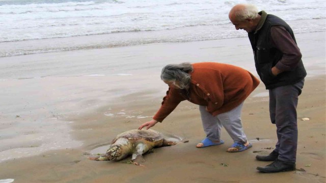 Mersin’de ölü Caretta Caretta plaja vurdu