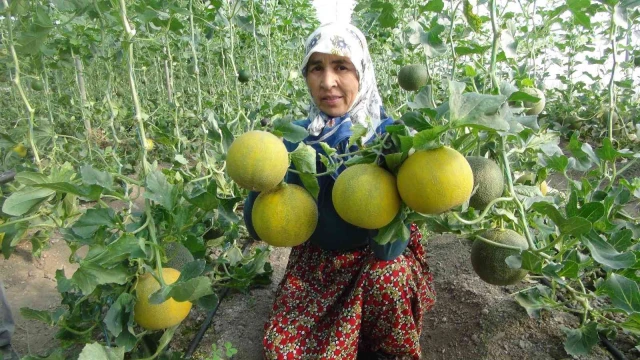 Mersin’de örtü altı kavun hasadı başladı