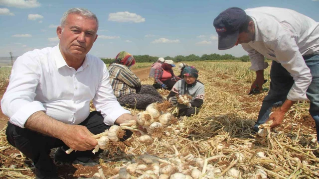 Meşhur araban sarımsağında hasat zamanı