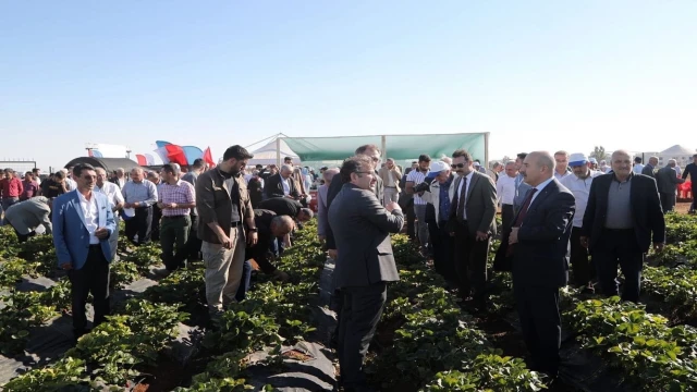 Mezopotamya Çilek Bahçesi’nde tarla günü etkinliği