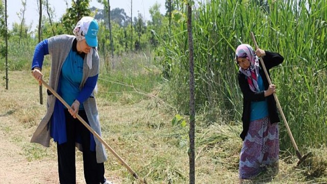 Miço Koyunda yaz hazırlığı başladı