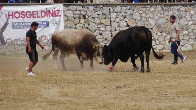 Milas’ta boğa güreşleri nefes kesti