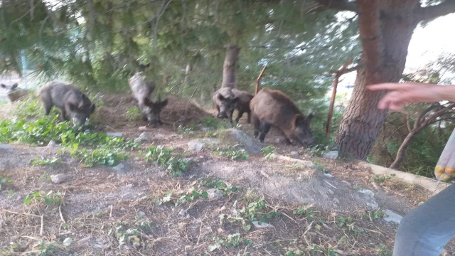 Milas’ta mahalle sakinleri domuzlara yiyecek verdi