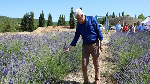 Muğla Büyükşehir’in Lavanta Şenliği başlıyor