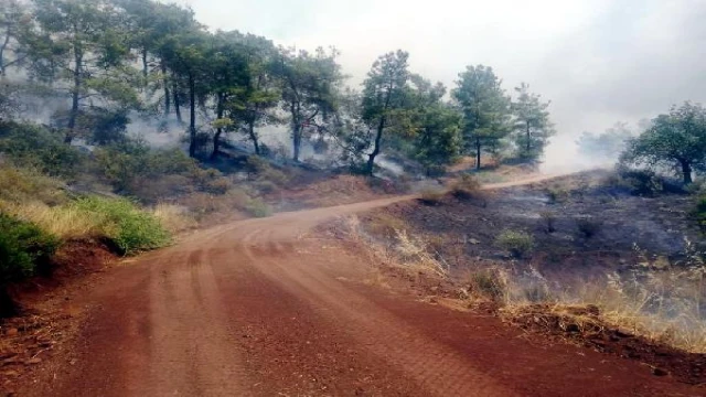 Muğla’da orman yangını (2)