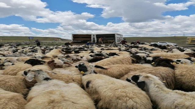 Muhtarın öldüğü ’sürü’ kavgası sonrası 4 bin 500 küçükbaş ilçe dışına taşındı