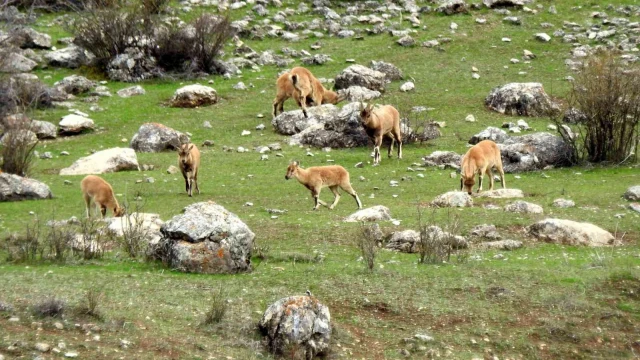 Munzur Dağlarına yaban keçileri güzellik katıyor