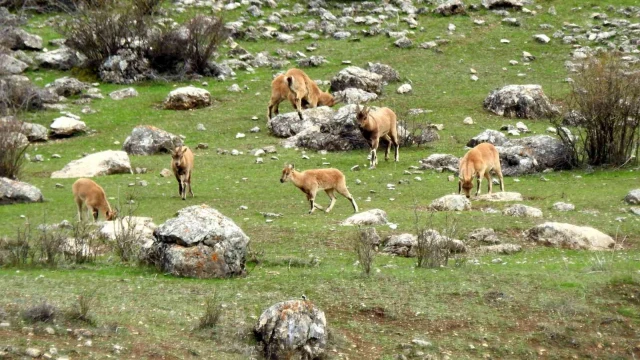 Munzur Dağlarına yabani hayvanlar renk katıyor