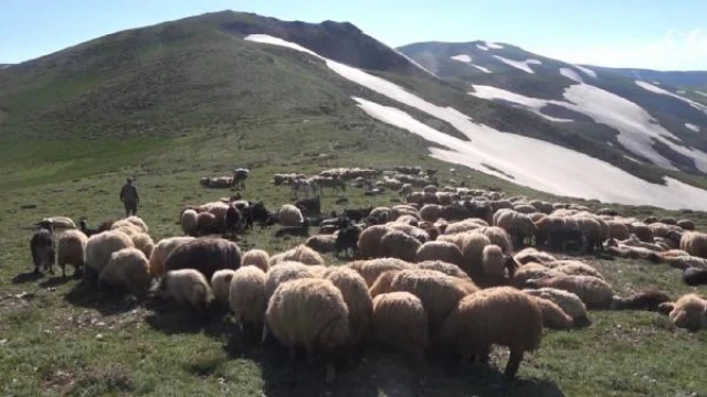 Muş’un yayla ve meralarına göç sürüyor