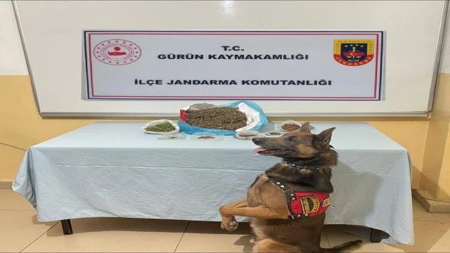 Narkotik köpeği uyuşturucu tacirlerine göz açtırmıyor