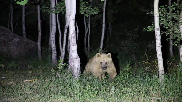 Nemrut’un maskot ayıları kış uykusundan uyandı