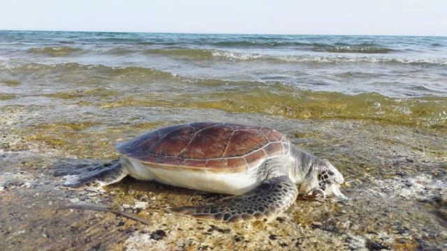 Nesli tükenme tehlikesindeki caretta carettalar için naylon poşet uyarısı