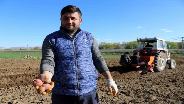 On binlerce tohumluk patatesi elleriyle toprakla buluşturdular