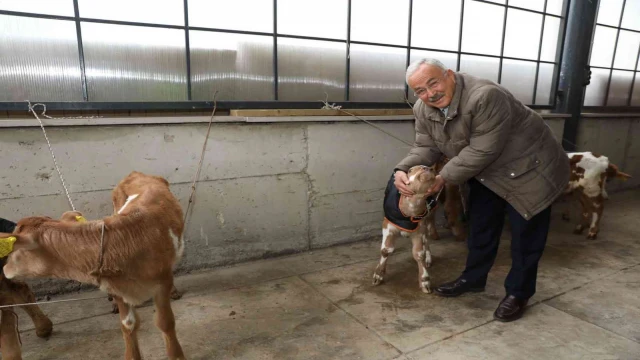 Ordu’da çiftçilere 300 inek dağıtıldı