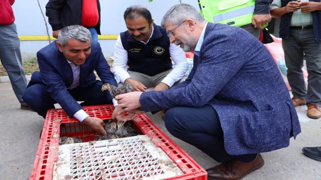 Ordu’da çiftçilere hindi palazı dağıtıldı