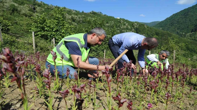 Ordu’da salep hasadı başladı