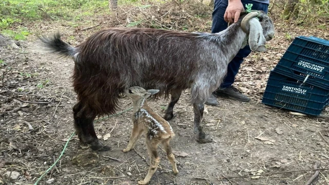 Ormanlık alanda bulunan 4 yavru karaca keçi sütü ile hayata tutundu