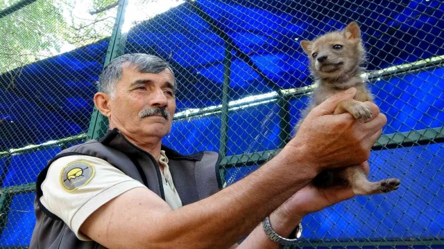 Osmaniye’de bulunan çakal yavrusu koruma altına alındı