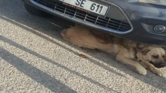 Otomobilin altına sıkışan köpeği itfaiye kurtardı