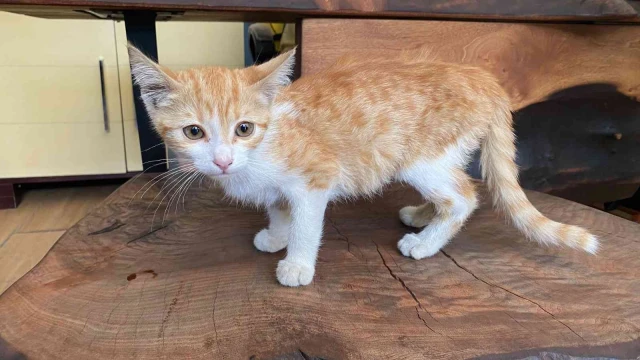 Otomobilin çarptığı kedi yaşam savaşı veriyor, ameliyat olmazsa hayatını kaybedecek