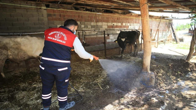 Pamukkale Belediyesi karasinekle mücadelesini sürdürüyor