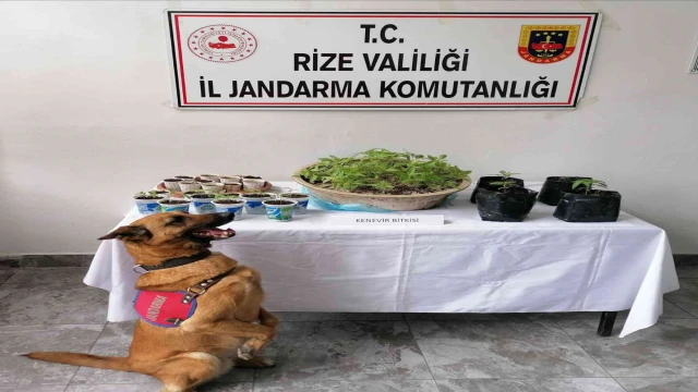 Rize’de uyuşturucu operasyonu: 2 gözaltı