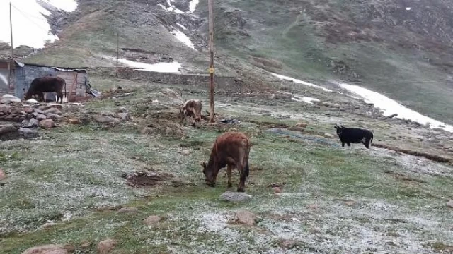 Rize’de, yaylalara mayısta kar yağdı