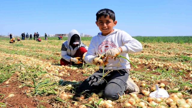 Sağlık deposu turfanda soğan hasadı başladı