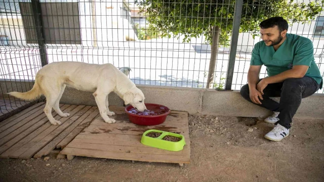 Sahipsiz köpek tedavi edildi