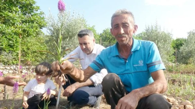 Salepte hasat zamanı; kilosu 300 TL’den alıcı buluyor