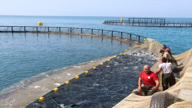 Samsun’da Türk somonu hasadı