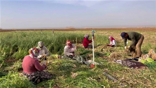 Şanlıurfa’da sarımsak alternatif ürün oldu