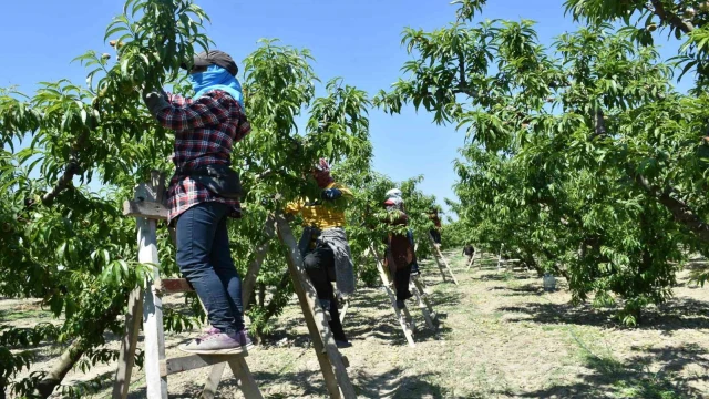 Şeftali bahçelerinde kontroller devam ediyor