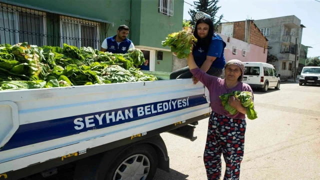 Seyhan Belediyesi ürettiği marulları halka dağıttı