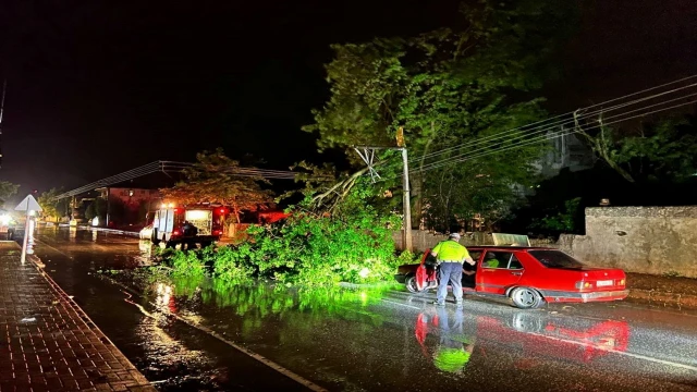 Şiddetli rüzgar ağaçları devirdi, kapanan yollar ekipler sayesinde açıldı